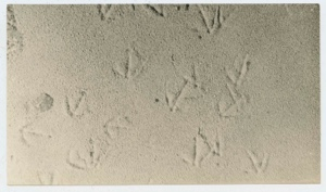 Image of Eider Duck Tracks